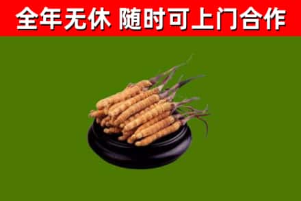 夷陵烟酒回收冬虫夏草.jpg